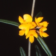 Oxylobium arborescens at Coolangubra State Forest - 8 Nov 1997 12:00 AM