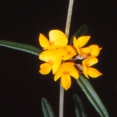 Oxylobium arborescens at Coolangubra State Forest - 8 Nov 1997