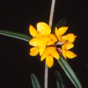 Oxylobium arborescens at Coolangubra State Forest - 8 Nov 1997 12:00 AM