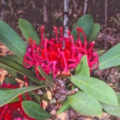 Telopea oreades (Victorian Waratah) at Nalbaugh State Forest - 8 Nov 1997 by BettyDonWood