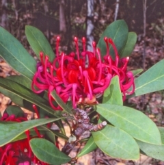 Telopea oreades (Victorian Waratah) at Nalbaugh State Forest - 7 Nov 1997 by BettyDonWood