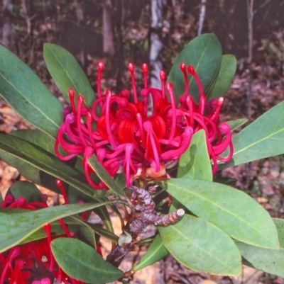 Telopea oreades (Victorian Waratah) at Nalbaugh State Forest - 8 Nov 1997 by BettyDonWood