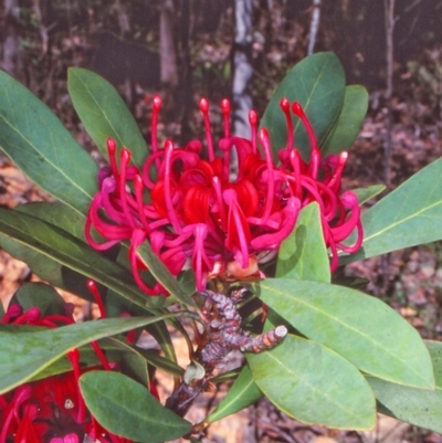 Telopea oreades (Victorian Waratah) at Nalbaugh State Forest - 7 Nov 1997 by BettyDonWood