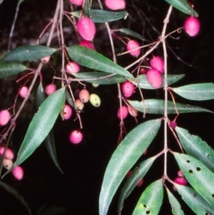 Notelaea ligustrina (Native Olive) at Paddys Flat, NSW - 18 Feb 1998 by BettyDonWood
