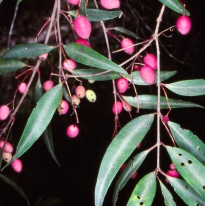 Notelaea ligustrina (Native Olive) at Paddys Flat, NSW - 18 Feb 1998 by BettyDonWood
