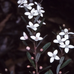 Philotheca virgata (Tasmanian Waxflower) at South East Forest National Park - 16 Oct 1997 by BettyDonWood