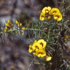 Dillwynia sieberi (Sieber's Parrot Pea) at Coolangubra, NSW - 24 Oct 1997 by BettyDonWood