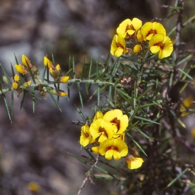 Dillwynia sieberi (Sieber's Parrot Pea) at Coolangubra, NSW - 24 Oct 1997 by BettyDonWood