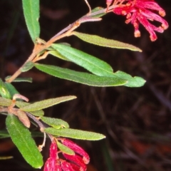 Grevillea irrasa subsp. irrasa at South East Forest National Park - 14 Feb 1998 by BettyDonWood