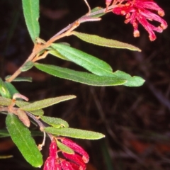 Grevillea irrasa subsp. irrasa at Nethercote, NSW - 13 Feb 1998 by BettyDonWood