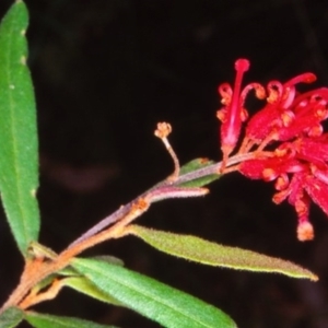 Grevillea irrasa subsp. irrasa at suppressed - 14 Feb 1998