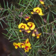 Dillwynia sieberi (A parrot pea) at South East Forest National Park - 18 Sep 1998 by BettyDonWood