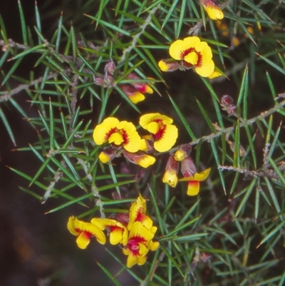 Dillwynia sieberi (Sieber's Parrot Pea) at South East Forest National Park - 18 Sep 1998 by BettyDonWood