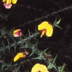 Bossiaea cordifolia (Showy Bossiaea) at Ben Boyd National Park - 26 Aug 1997 by BettyDonWood