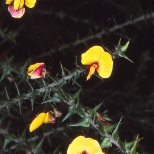 Bossiaea cordifolia at Eden, NSW - 27 Aug 1997 12:00 AM