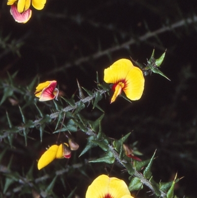 Bossiaea cordifolia (Showy Bossiaea) at Ben Boyd National Park - 26 Aug 1997 by BettyDonWood