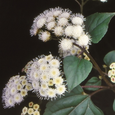 Ageratina adenophora (Crofton Weed) at Eden, NSW - 10 Oct 1999 by BettyDonWood