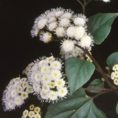 Ageratina adenophora (Crofton Weed) at Eden, NSW - 9 Oct 1999 by BettyDonWood