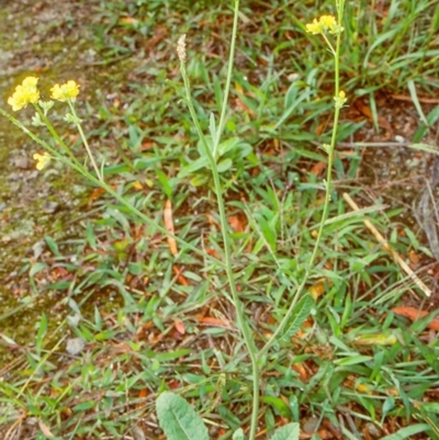 Hirschfeldia incana (Buchan Weed) at Eden, NSW - 6 Jan 1997 by BettyDonWood