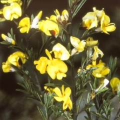Pultenaea benthamii (Bentham's Bush-pea) at South East Forest National Park - 22 Oct 1997 by BettyDonWood