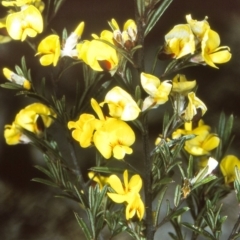 Pultenaea benthamii (Bentham's Bush-pea) at Nullica, NSW - 22 Oct 1997 by BettyDonWood