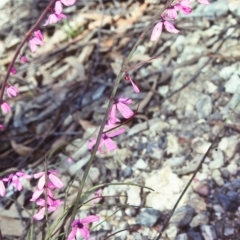 Tetratheca subaphylla (Leafless Pink-bells) at Nullica, NSW - 22 Oct 1997 by BettyDonWood