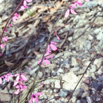 Tetratheca subaphylla (Leafless Pink-bells) at South East Forest National Park - 22 Oct 1997 by BettyDonWood