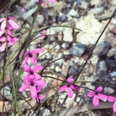 Tetratheca subaphylla at suppressed - 23 Oct 1997