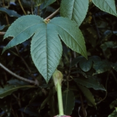 Passiflora tarminiana (Banana Passionfruit) at Nethercote, NSW - 4 Jul 1997 by BettyDonWood