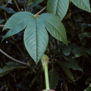 Passiflora tarminiana at undefined - 5 Jul 1997