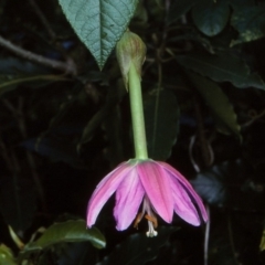Passiflora tarminiana at undefined - 5 Jul 1997