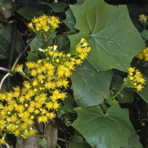 Delairea odorata at undefined - 5 Jul 1997 12:00 AM