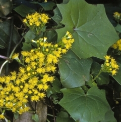 Delairea odorata (Cape Ivy) at Nethercote, NSW - 4 Jul 1997 by BettyDonWood