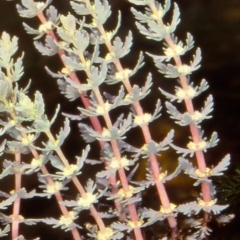 Myriophyllum verrucosum (Red Water-milfoil) at South East Forest National Park - 24 Feb 2000 by BettyDonWood