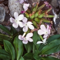 Saponaria officinalis (Soapwort, Bouncing Bet) at Coolangubra, NSW - 15 Feb 1998 by BettyDonWood