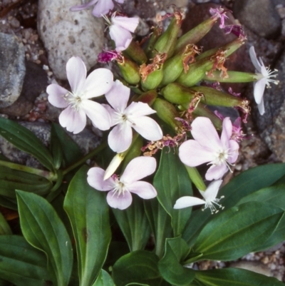 Saponaria officinalis (Soapwort, Bouncing Bet) at Coolangubra, NSW - 14 Feb 1998 by BettyDonWood