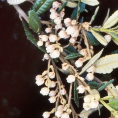 Elaeocarpus holopetalus (Black Olive Berry) at Yambulla State Forest - 6 Dec 1998 by BettyDonWood