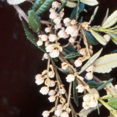 Elaeocarpus holopetalus (Black Olive Berry) at Yambulla State Forest - 5 Dec 1998 by BettyDonWood