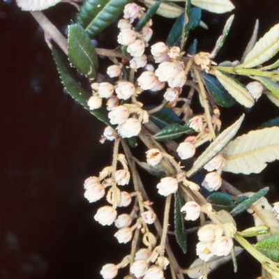 Elaeocarpus holopetalus (Black Olive Berry) at Yambulla, NSW - 5 Dec 1998 by BettyDonWood