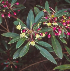 Tasmannia lanceolata at Yambulla, NSW - 22 Sep 1998 12:00 AM