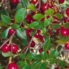 Coprosma hirtella (Currant Bush) at Yambulla State Forest - 15 Feb 1998 by BettyDonWood