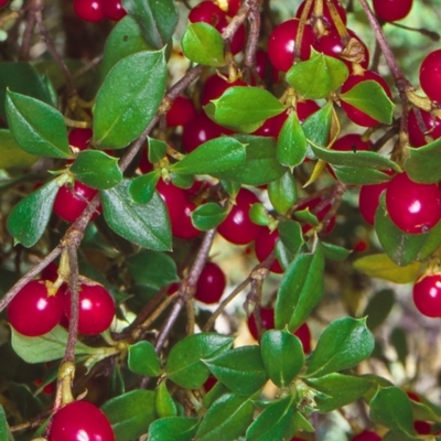 Coprosma hirtella (Currant Bush) at Yambulla, NSW - 15 Feb 1998 by BettyDonWood
