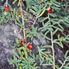 Enchylaena tomentosa (Ruby Saltbush) at Ben Boyd National Park - 14 Feb 1998 by BettyDonWood