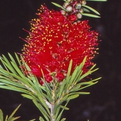 Callistemon subulatus (Dwarf Bottlebrush) at Rockton, NSW - 30 Apr 1998 by BettyDonWood
