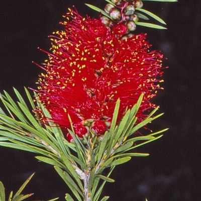 Callistemon subulatus (Dwarf Bottlebrush) at Rockton, NSW - 1 May 1998 by BettyDonWood
