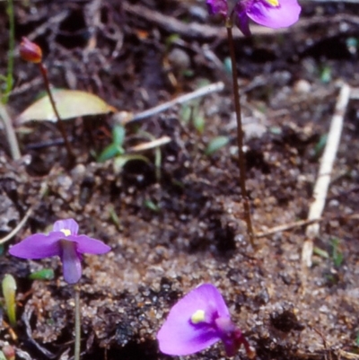 Utricularia dichotoma subsp. monanthos (Tasmanian Bladderwort) at Rockton, NSW - 1 May 1998 by BettyDonWood