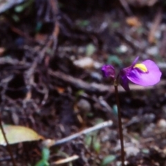 Utricularia dichotoma subsp. monanthos at Rockton, NSW - 1 May 1998