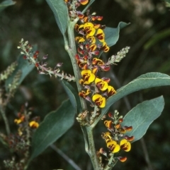 Daviesia latifolia (Hop Bitter-Pea) at South East Forest National Park - 23 Oct 1997 by BettyDonWood