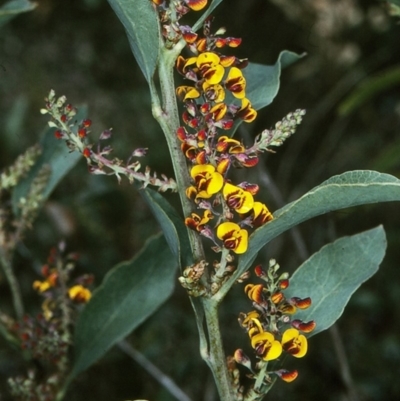Daviesia latifolia (Hop Bitter-Pea) at Nungatta, NSW - 24 Oct 1997 by BettyDonWood