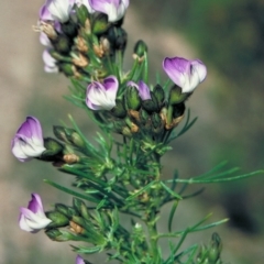 Psoralea pinnata (African Scurf-pea) at Yambulla State Forest - 23 Oct 1997 by BettyDonWood